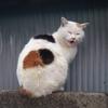 よーちふぉー