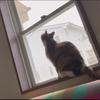 ばかは