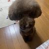 タニグチ i