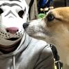 ジム・パチョレック