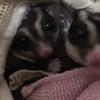もん、ももママ