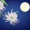 Lady Luna