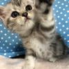 catknight