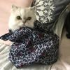 たすちゃん