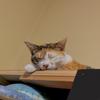 つくしんぼb