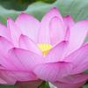 蓮の花。