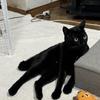 鷹つばさ