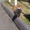 田中 まち子