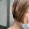 光蜥蜴