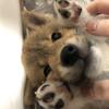 さいとうさとみ