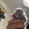 しおせんせー