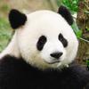 傾汰先生