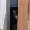 猫をこよなく愛するゴリラ