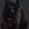 Ten猫