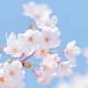 ❀ 香織由 ❀