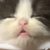 むっか