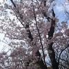 ぼっこ