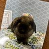 ももこねえさん