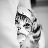 _whitecat_22