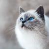 まねきねこ宇宙