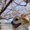 会社のお悩み相談⭐︎サチコ