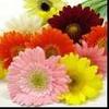 Gerbera Jamesonii