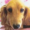 もろこしわたろう