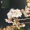 サトウ「お悩み相談」