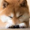 ドラゴンりょうすけ