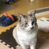 yrin ycat