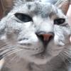 NekohaDkichi