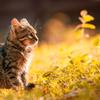 ねこ　現役アナウンサー