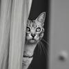Silver  Cat