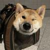 mochi_omochi