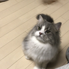 ノエル1028