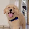 ムム犬