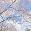 蒼七海