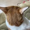 みぃたん（愛猫の名前）