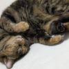 きりのたにまゆ