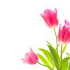 tulip_honey_kei