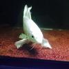 Kくん。社会人アンド魚の人。