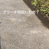 しらゆりちゃん