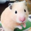 めぐっち617