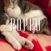 POPPO｜ホームページ制作・管理♨️