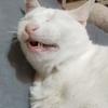 achubu