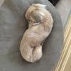 ふかわこてる