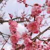 太陽と花