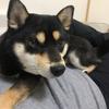ばやいです