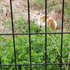 福寿今日亜