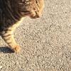 じんあ